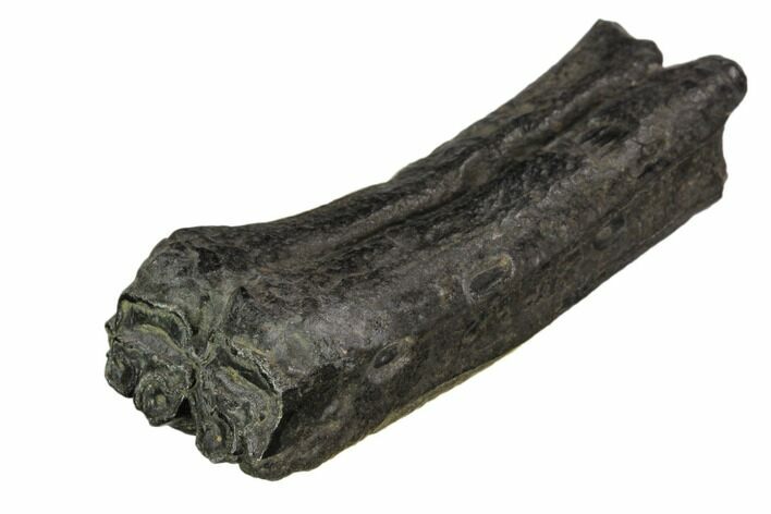 Pleistocene Aged Fossil Horse Tooth - Florida #123237